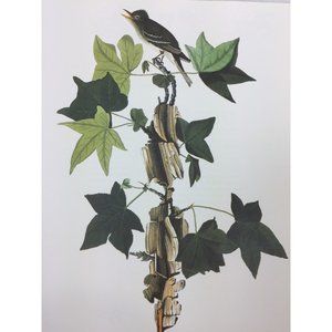 Vintage Audubon Print Alder Traills Flycatcher Bird 25810